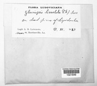 Gloniopsis lineolata image